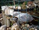 Tortunet33