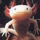 Mikoduciel