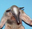 BO