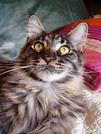 Shinycoon
