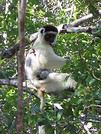 Pitilemur