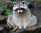 Jujuasracoon