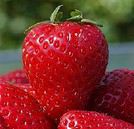Fraise33