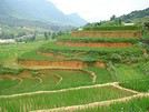 Wengué