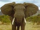 BR