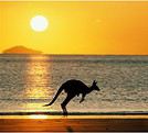 KangooLou