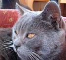 Sifeline