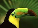 Toucan76