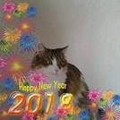 SY