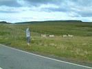 Sheepspirit