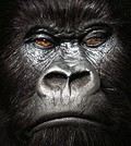 JA