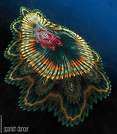 CA