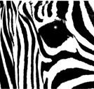 Zebraone