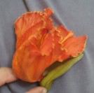 AL