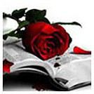 Lili8rose