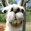 AL