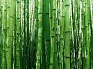 Bamboo75