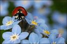 Myrtille1409