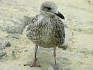 Plume5656
