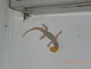 KE