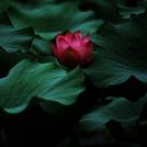 Wildflower13